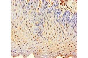 Immunohistochemistry of paraffin-embedded human tonsil tissue using ABIN7173207 at dilution of 1:100