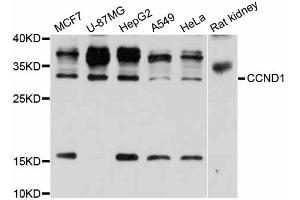 Western blot analysis of extracts of various cell lines, using CCND1 antibody (ABIN5995669) at 1/1000 dilution. (Cyclin D1 antibody)
