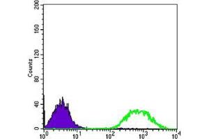 Flow cytometric analysis of Jurkat cells using anti-ETS1 mAb (green) and negative control (purple). (ETS1 antibody)