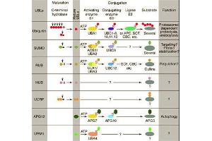 Conjugation pathways for ubiquitin and ubiquitin-like modifiers (UBLs). (ANAPC11 antibody  (C-Term))