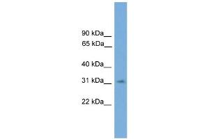 WB Suggested Anti-SPRY3 Antibody Titration:  0. (SPRY3 antibody  (N-Term))