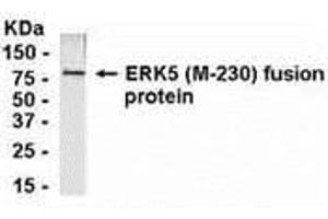 Western Blotting (WB) image for anti-Mitogen-Activated Protein Kinase 7 (MAPK7) (AA 341-570) antibody (ABIN2468154) (MAPK7 antibody  (AA 341-570))