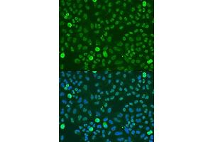 Immunofluorescence analysis of U2OS cells using SAFB antibody (ABIN7270155) at dilution of 1:100. (SAFB antibody  (AA 300-400))