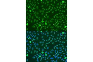 Immunofluorescence analysis of U2OS cells using SAFB antibody (ABIN7270155) at dilution of 1:100.