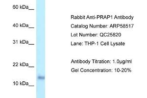 Western Blotting (WB) image for anti-Proline-Rich Acidic Protein 1 (PRAP1) (C-Term) antibody (ABIN2774227) (PRAP1 antibody  (C-Term))