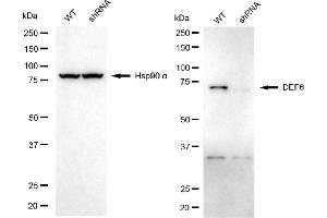Western blotting analysis using DEF6 antibody (ABIN7798332).