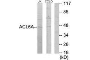 Western blot analysis of extracts from Jurkat/COLO205 cells, using ACTL6A Antibody. (BAF53A antibody  (AA 201-250))