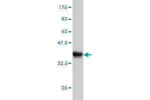 Western Blot detection against Immunogen (36. (FOXA2 antibody  (AA 363-457))