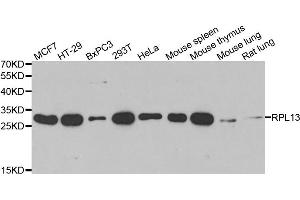 Western blot analysis of extracts of various cell lines, using RPL13 antibody. (RPL13 antibody)