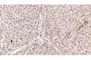 Detection of AngI in Porcine Liver Tissue using Polyclonal Antibody to Angiotensin I (AngI) (AGT antibody)