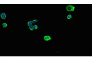 Immunofluorescent analysis of HepG2 cells using ABIN7142348 at dilution of 1:100 and Alexa Fluor 488-congugated AffiniPure Goat Anti-Rabbit IgG(H+L) (MRPL11 antibody  (AA 1-191))
