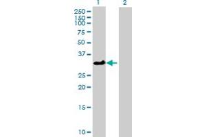 Western Blot analysis of ATP1B3 expression in transfected 293T cell line by ATP1B3 MaxPab polyclonal antibody. (ATP1B3 antibody  (AA 1-279))