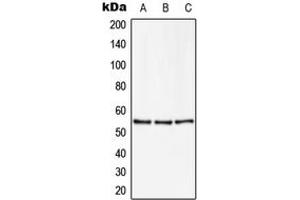 Western blot analysis of ZNF50 expression in U251MG (A), NIH3T3 (B), PC12 (C) whole cell lysates. (ZSCAN22 antibody  (Center))