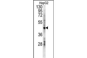 Western blot analysis in HepG2 cell line lysates (15ug/lane). (LDHD antibody  (N-Term))