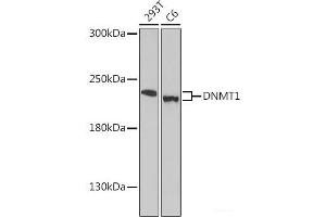 Western blot analysis of extracts of various cell lines using DNMT1 Polyclonal Antibody at dilution of 1:1000. (DNMT1 antibody)