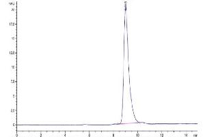 The purity of Mouse Notch 4 is greater than 95 % as determined by SEC-HPLC. (NOTCH4 Protein (AA 1042-1441) (His tag))