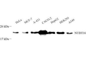 Western blot analysis of NUDT16 (ABIN7074925) at dilution of 1: 500 (NUDT16 antibody)