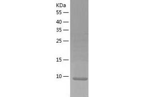 Chemokine (C-X-C Motif) Ligand 14 (CXCL14) (AA 23-99) protein (His-IF2DI Tag)