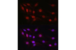 Immunofluorescence analysis of NIH/3T3 cells using SP1 Rabbit pAb (ABIN7270506) at dilution of 1:50 (40x lens). (SP1 antibody  (AA 420-620))