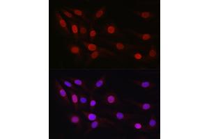 Immunofluorescence analysis of NIH/3T3 cells using SP1 Rabbit pAb (ABIN7270506) at dilution of 1:50 (40x lens). (SP1 antibody  (AA 420-620))