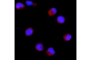 IF analysis of CD27 using anti-CD27 antibody (ABIN4886519).