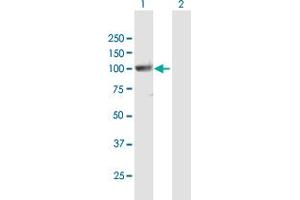 Western Blot analysis of PCDHGA10 expression in transfected 293T cell line by PCDHGA10 MaxPab polyclonal antibody.