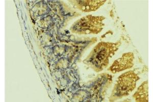 ABIN6278495 at 1/100 staining Mouse colon tissue by IHC-P. (Netrin 1 antibody  (C-Term))