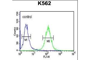 RTN4RL1 Antibody (C-term) (ABIN651458 and ABIN2840251) flow cytometric analysis of K562 cells (right histogram) compared to a negative control cell (left histogram).