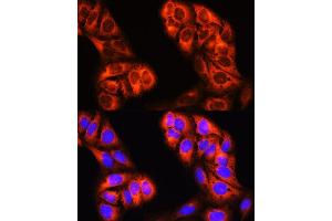 Immunofluorescence analysis of U-2 OS cells using MTHFD1 Rabbit pAb (ABIN6131262, ABIN6144140, ABIN6144141 and ABIN6224747) at dilution of 1:100 (40x lens). (MTHFD1 antibody  (AA 1-270))