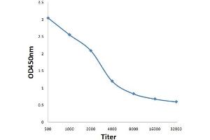 anti-Ubiquinol-Cytochrome C Reductase Core Protein II (UQCRC2) (AA 21-120) antibody