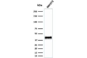 Western Blot Analysis of Human NIH3T3 cell lysate using BMI1 Mouse Monoclonal Antibody (BMI1/2823). (BMI1 antibody  (AA 142-326))