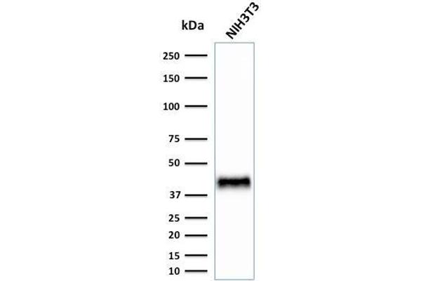 BMI1 antibody  (AA 142-326)