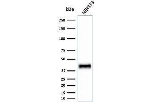 BMI1 antibody  (AA 142-326)