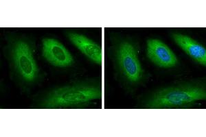 ICC/IF Image GSPT1 antibody detects GSPT protein at cytoplasm by immunofluorescent analysis.