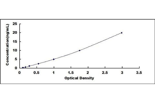 UCP1 ELISA Kit