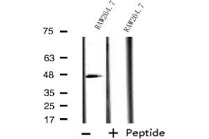 Western blot analysis of extracts from RAW264. (ACTR3 antibody  (C-Term))