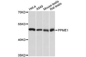 Western blot analysis of extracts of various cell lines, using PPME1 antibody. (PPME1 antibody  (AA 1-160))