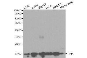 Western blot analysis of extracts of various cell lines, using PPIA antibody. (PPIA antibody  (AA 1-165))
