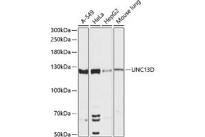 Western blot analysis of extracts of various cell lines, using UNC13D antibody (ABIN6130567, ABIN6149931, ABIN6149932 and ABIN6217024) at 1:3000 dilution. (UNC13D antibody  (AA 891-1090))