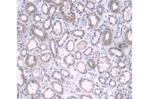 DAB staining on IHC-P; Samples: Human Kidney Tissue. (APOA1 antibody  (AA 122-267))