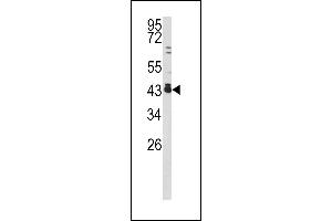 Western blot analysis of c-fos antibody (C-term) (ABIN390510 and ABIN2840864) in 293 cell line lysates (35 μg/lane). (c-FOS antibody  (C-Term))