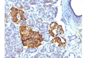 Formalin-fixed, paraffin-embedded human Pancreas stained with Chromogranin A Mouse Monoclonal Antibody (CHGA/777) (Chromogranin A antibody)