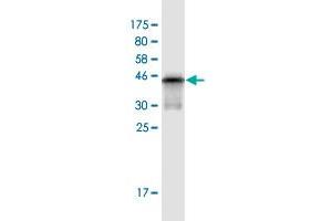Western Blot detection against Immunogen (37. (APOH antibody  (AA 236-345))