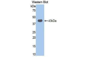Western Blotting (WB) image for anti-Toll-Like Receptor 4 (TLR4) (AA 326-634) antibody (ABIN1173516) (TLR4 antibody  (AA 326-634))