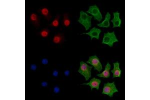 ABIN7094244 and ABIN7098291 staining HepG2 cells by IF/ICC. (FZR1 antibody  (Internal Region))