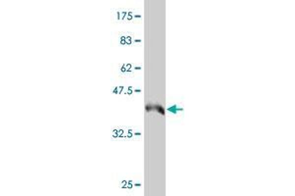 STK32B antibody  (AA 314-414)