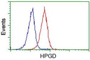 Image no. 5 for anti-Hydroxyprostaglandin Dehydrogenase 15-(NAD) (HPGD) antibody (ABIN1496361) (HPGD antibody)