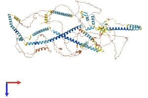 AlphaFold protein structure predicition of Human Recombinant C16orf96 Protein, UniprotID A6NNT2 (C16orf96 Protein (AA 1-1141) (His tag))