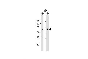 Western Blot at 1:1000 dilution Lane 1: HL-60 whole cell lysate Lane 2: RD whole cell lysate Lysates/proteins at 20 ug per lane. (MYOD1 antibody  (AA 211-240))