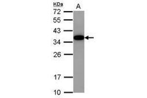 Image no. 1 for anti-Akirin 2 (AKIRIN2) (AA 8-203) antibody (ABIN1496538)